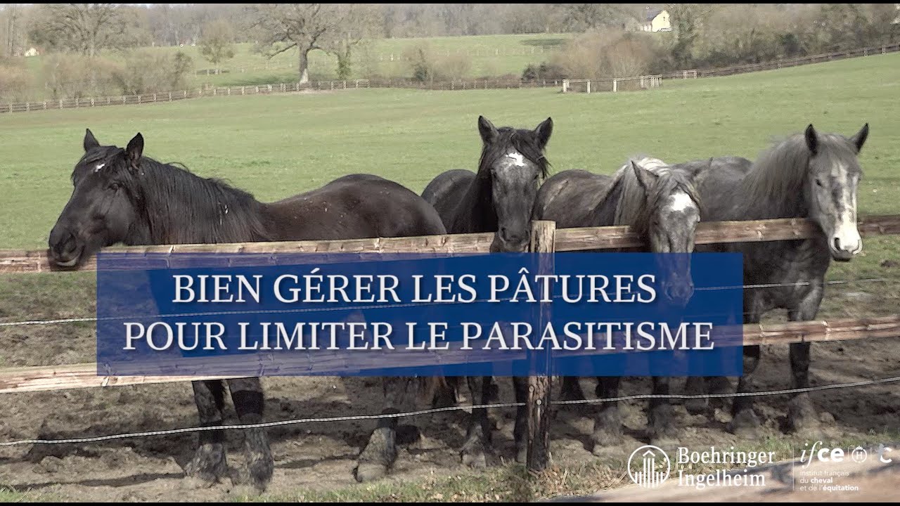 [Minute Santé Boerhinger Ingelheim] Gestion des pâtures