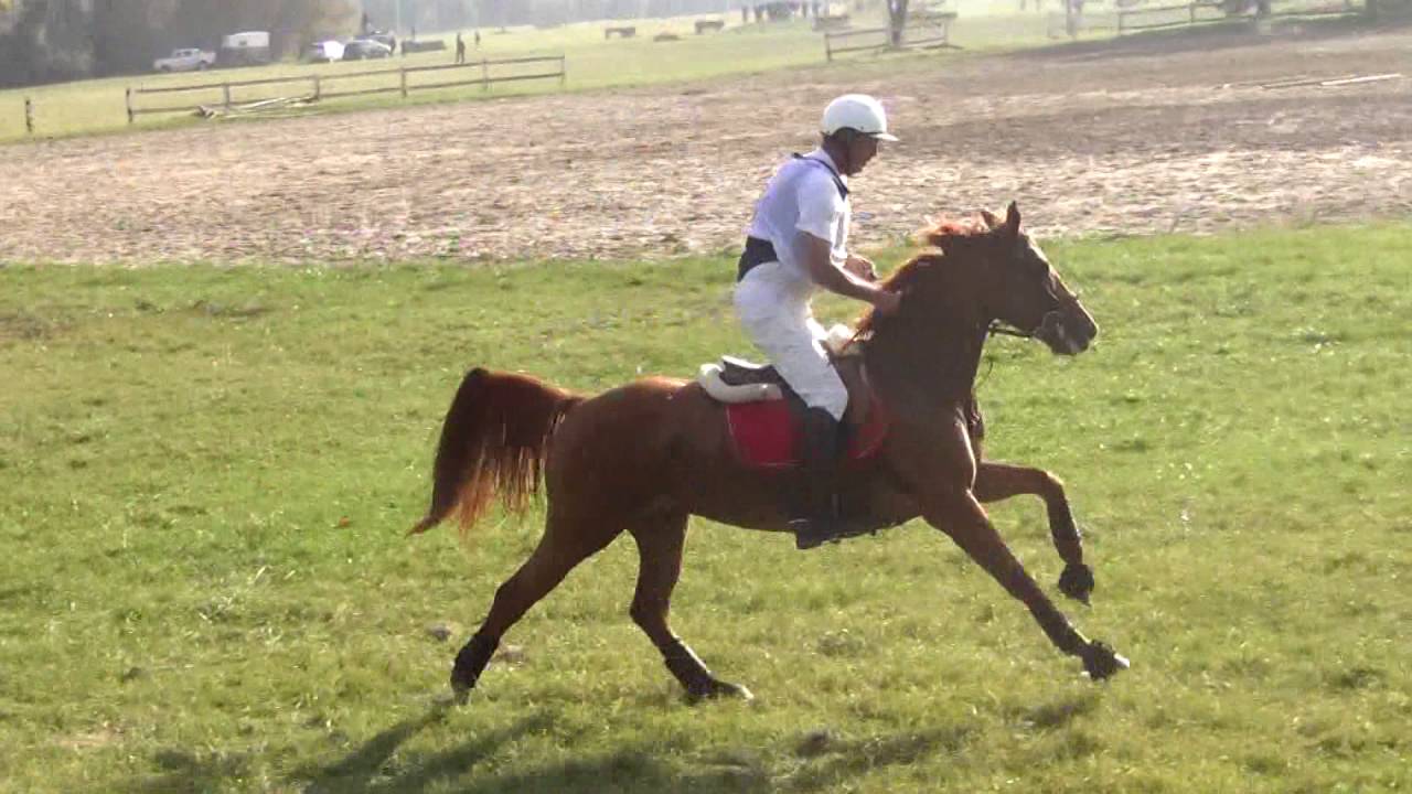 Schaller Gábor - Principessa - CIC**  - Bábolna 2016.10.8