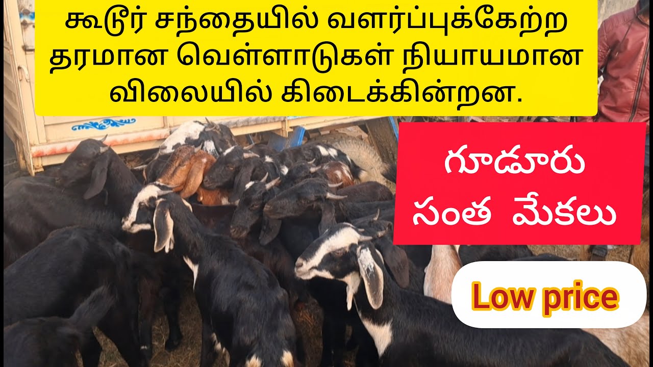 Last week Gudur Market.கூடூர் சந்தை,வெளாடுகள்..#gudur #nellurjodipi #homesheephome