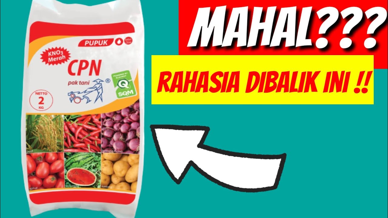 PUPUK MAHAL TAPI HASILNYA MANTAB!! penjelasan dan kegunaan PUPUK KNO 3 MERAH  lengkap