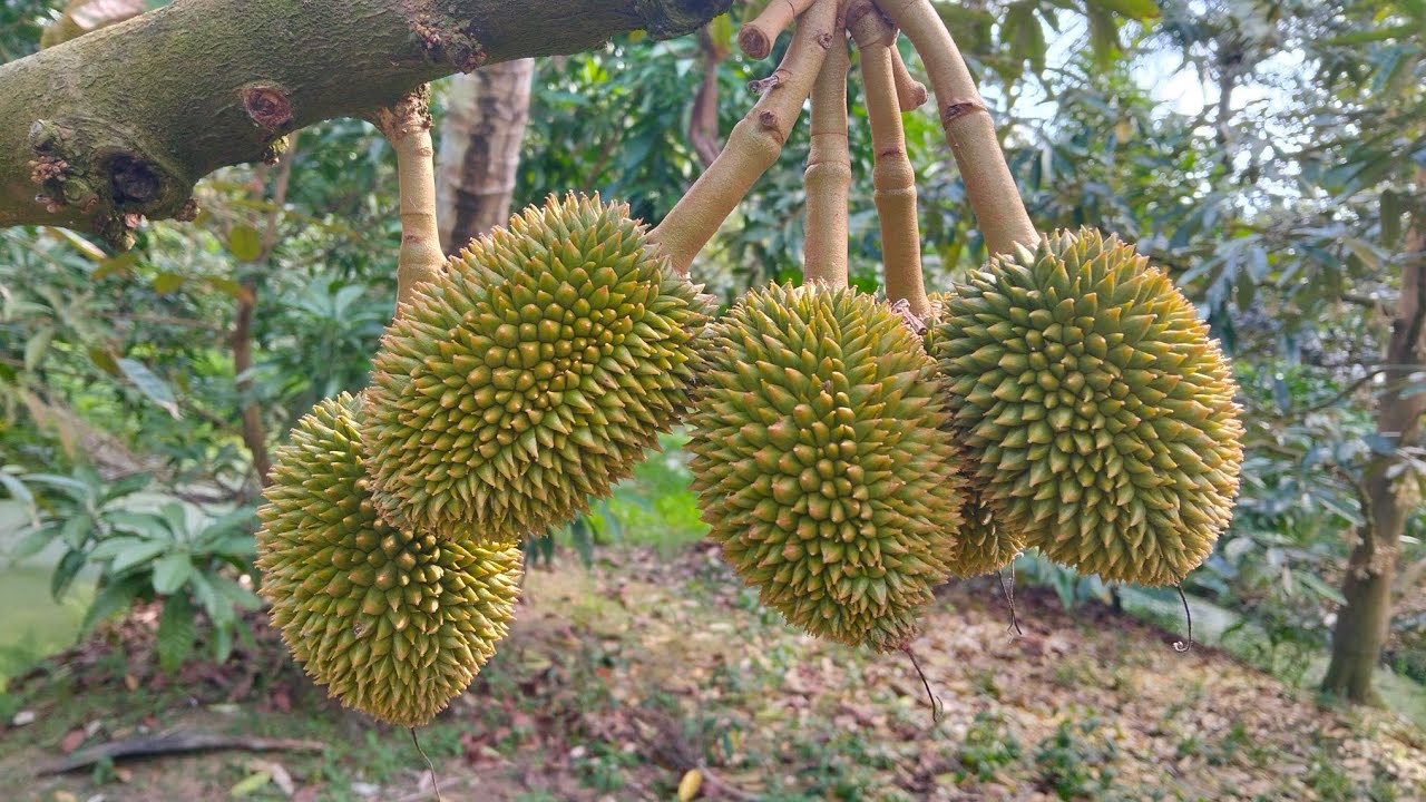 Đi Vườn Thu Hoạch Vú Sữa Và Thăm Vườn Sầu Riêng Trái Rất Đẹp#buacomquenha 