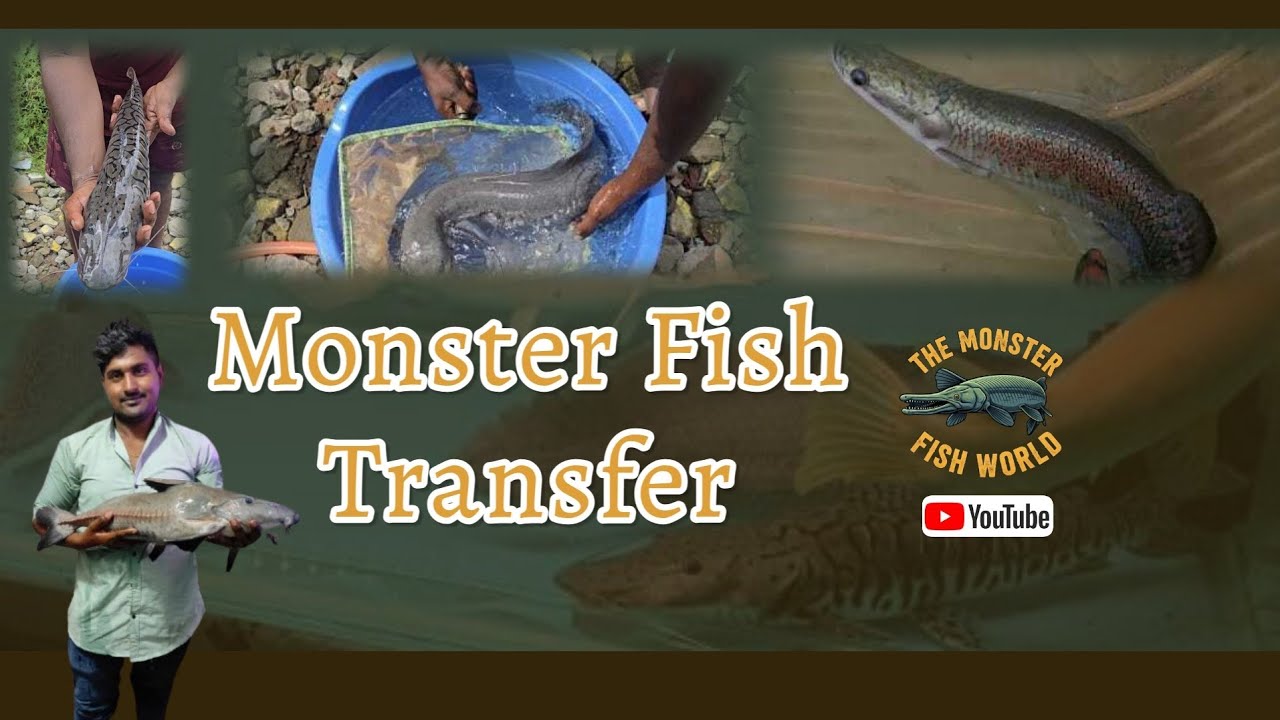 Excotic  Monster  Fish Transfer 