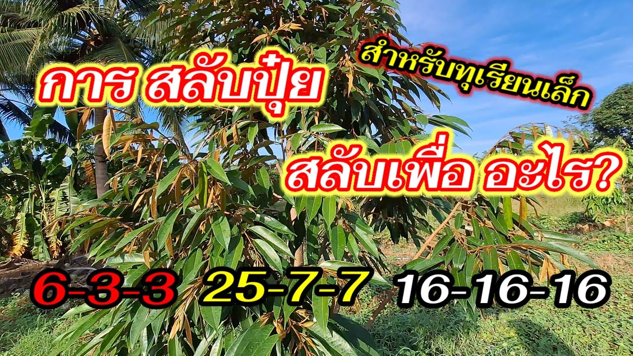 ทุเรียนเล็กใช้ปุ๋ยแบบนี้ รับประกันความงามและสมดุลทุกส่วนแน่นอน@ปอปั้นชาแนล