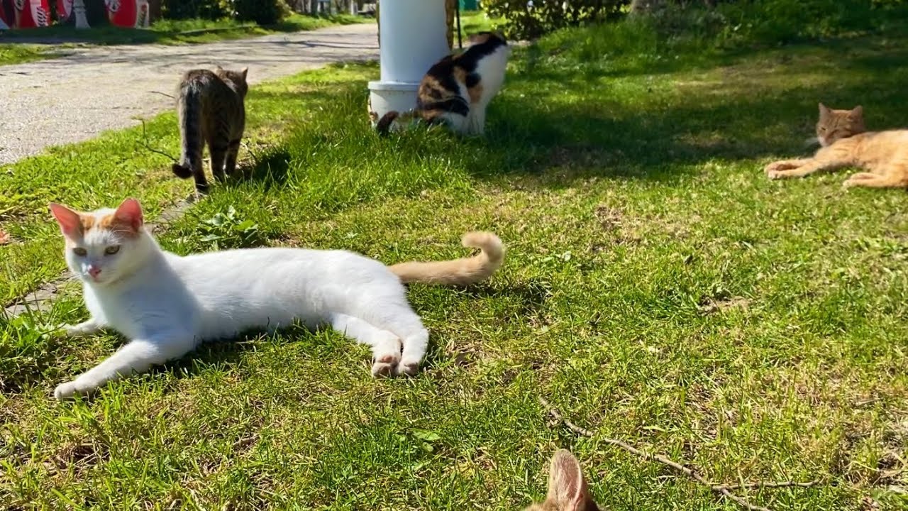 The cats living in the park are incredibly beautiful. I gave them food.