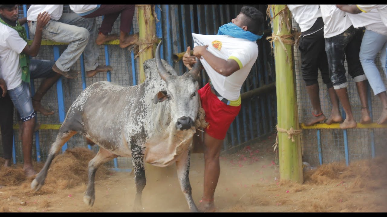 Pudukkottai Mavattam Kovilur Jallikattu 2023 | புதுக்கோட்டை மாவட்டம் கோவிலூர் ஜ்ல்லிகக்ட்டு 2023