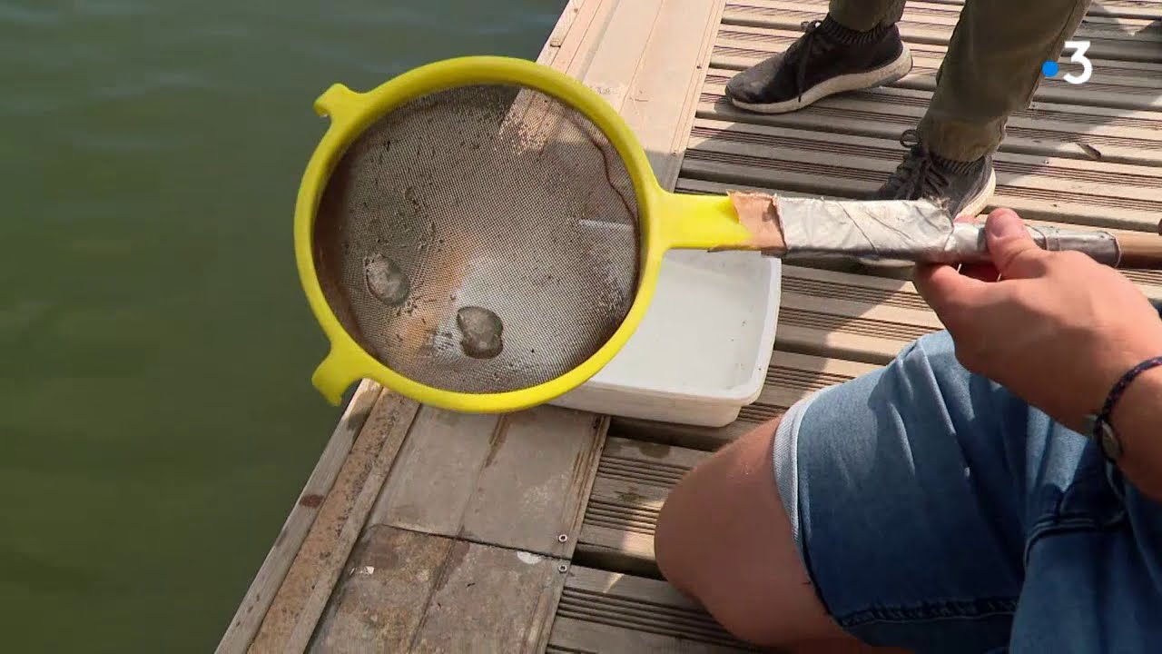 Montpellier : connaissez-vous le mnemiopsis leidyi, un envahisseur gélatineux des lagunes ?