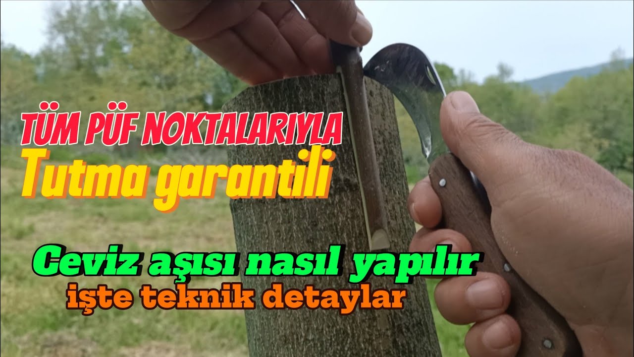 CEVİZ AŞISI NASIL YAPILIR TEKNİK DETAYLAR
