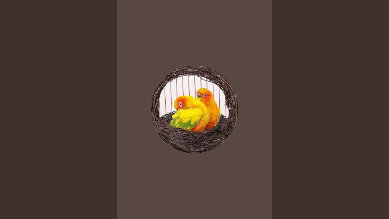Bird man  is live #cutebaby #ekmotahathighumechala #babyanimals 