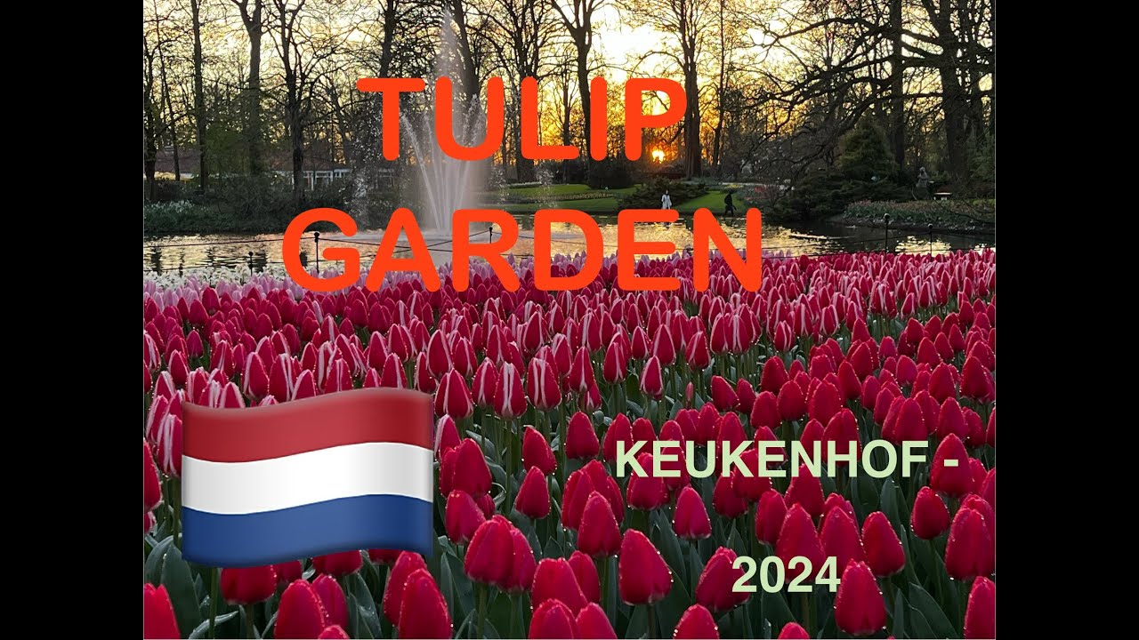 Keukenhof Tulip Garden - March end 2024