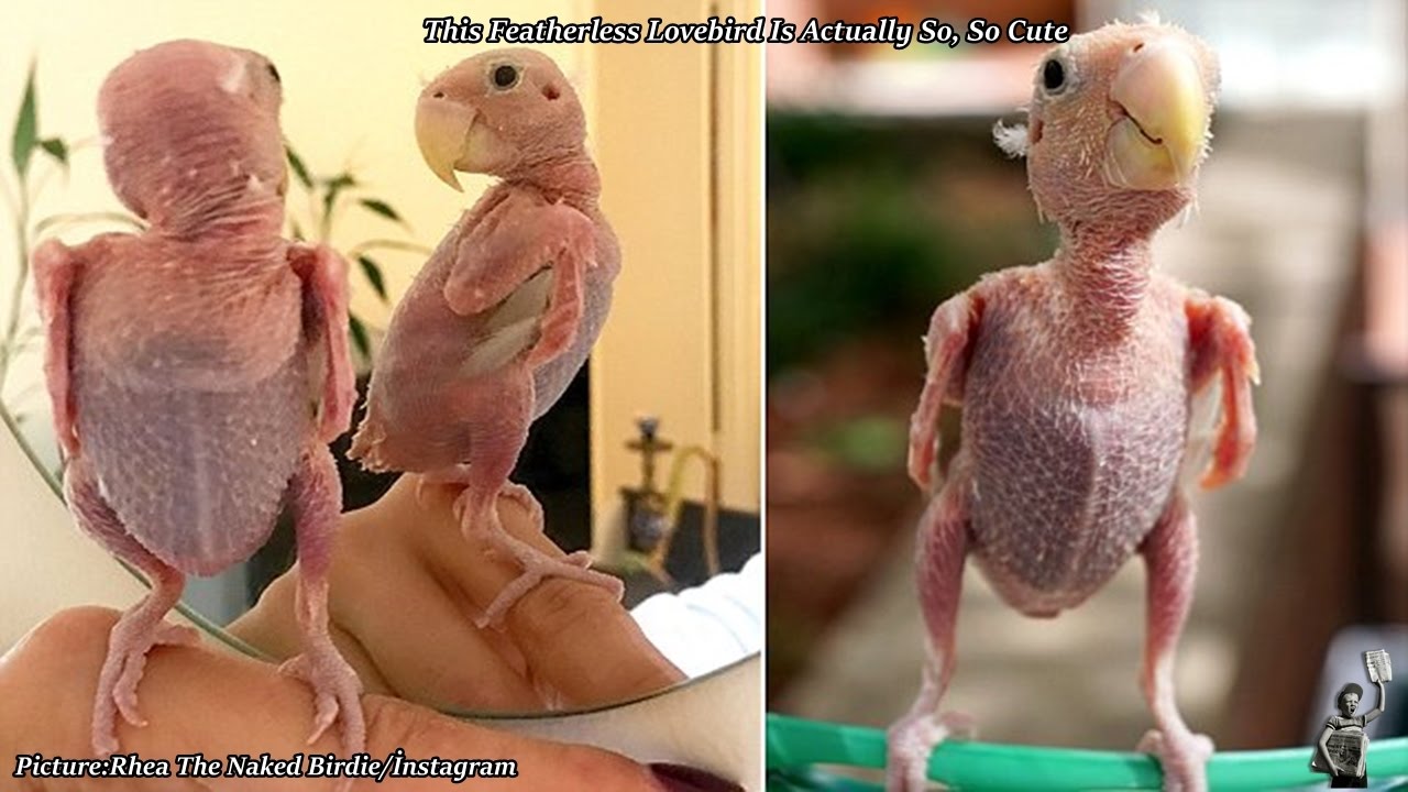 Rhea, the oven-ready parrot:This Featherless Lovebird Is Actually So, So Cute