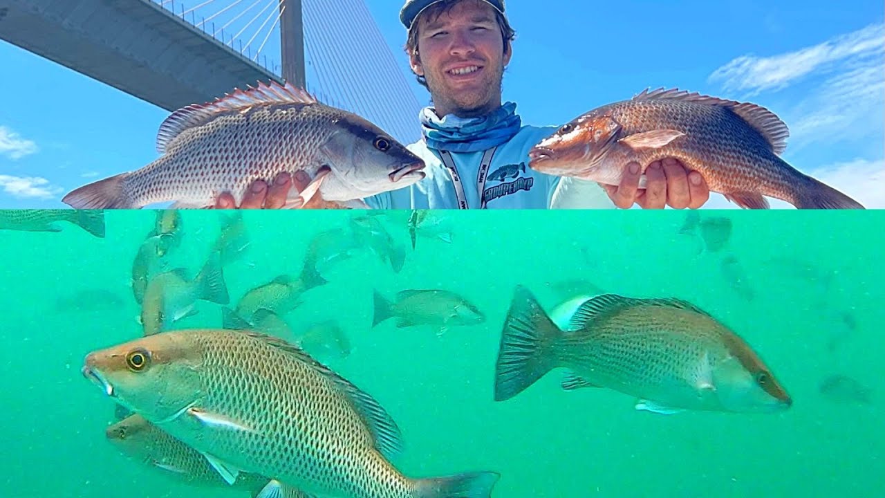 MASSIVE! Mangrove Snapper School At Skyway Bridge! Epic Underwater Footage! (Ft.SeeyaDude)
