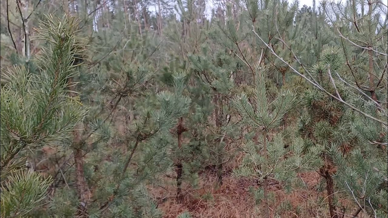 Pierwsze wyjście w teren z Delta Optical Forest II