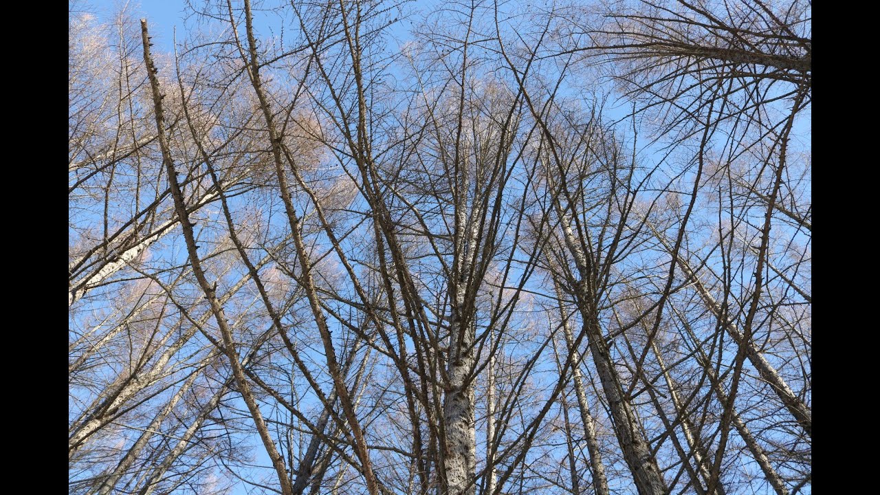 Rambling in the Ottawa countryside starring Mother Nature 2020-2021