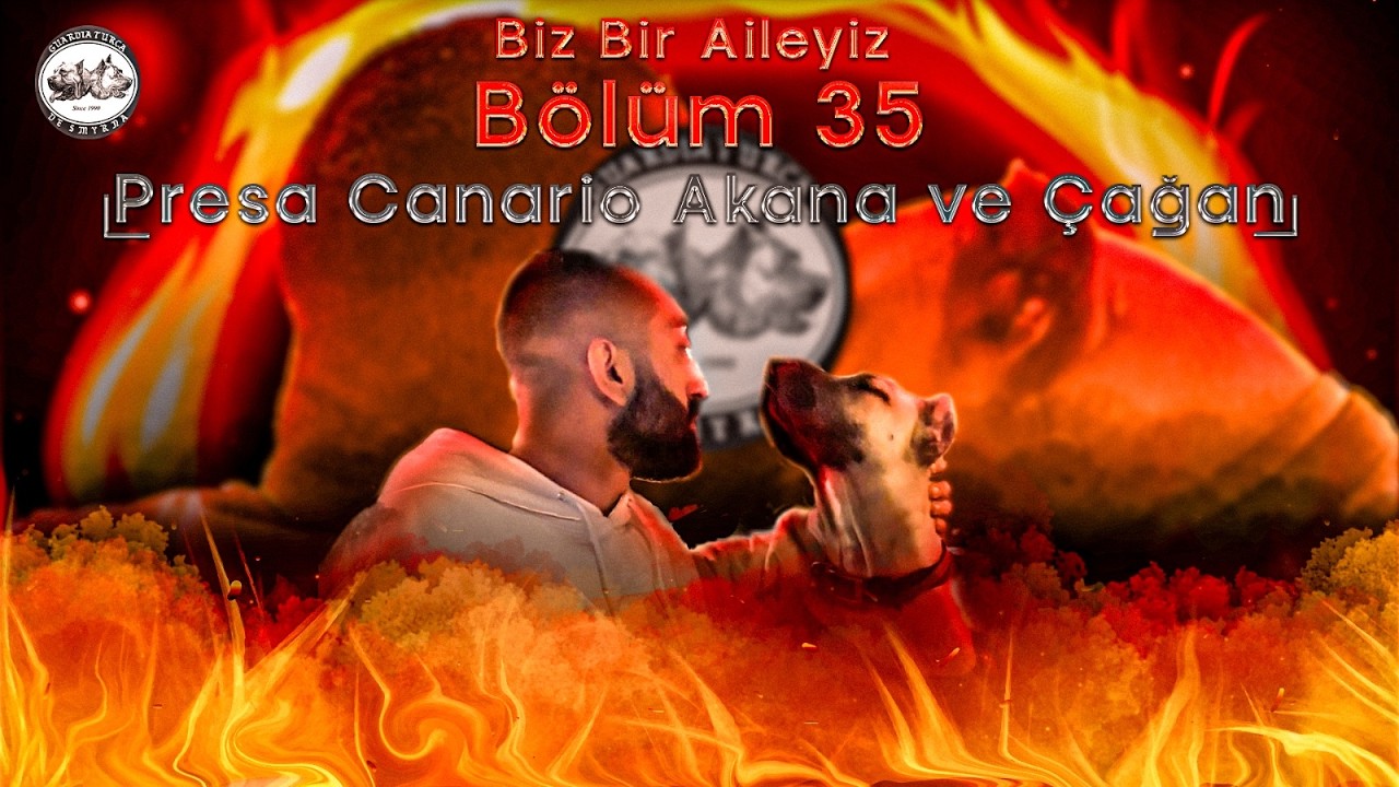 Presa Canario Akana ve Çağan - Biz Bir Aileyiz Bölüm 35