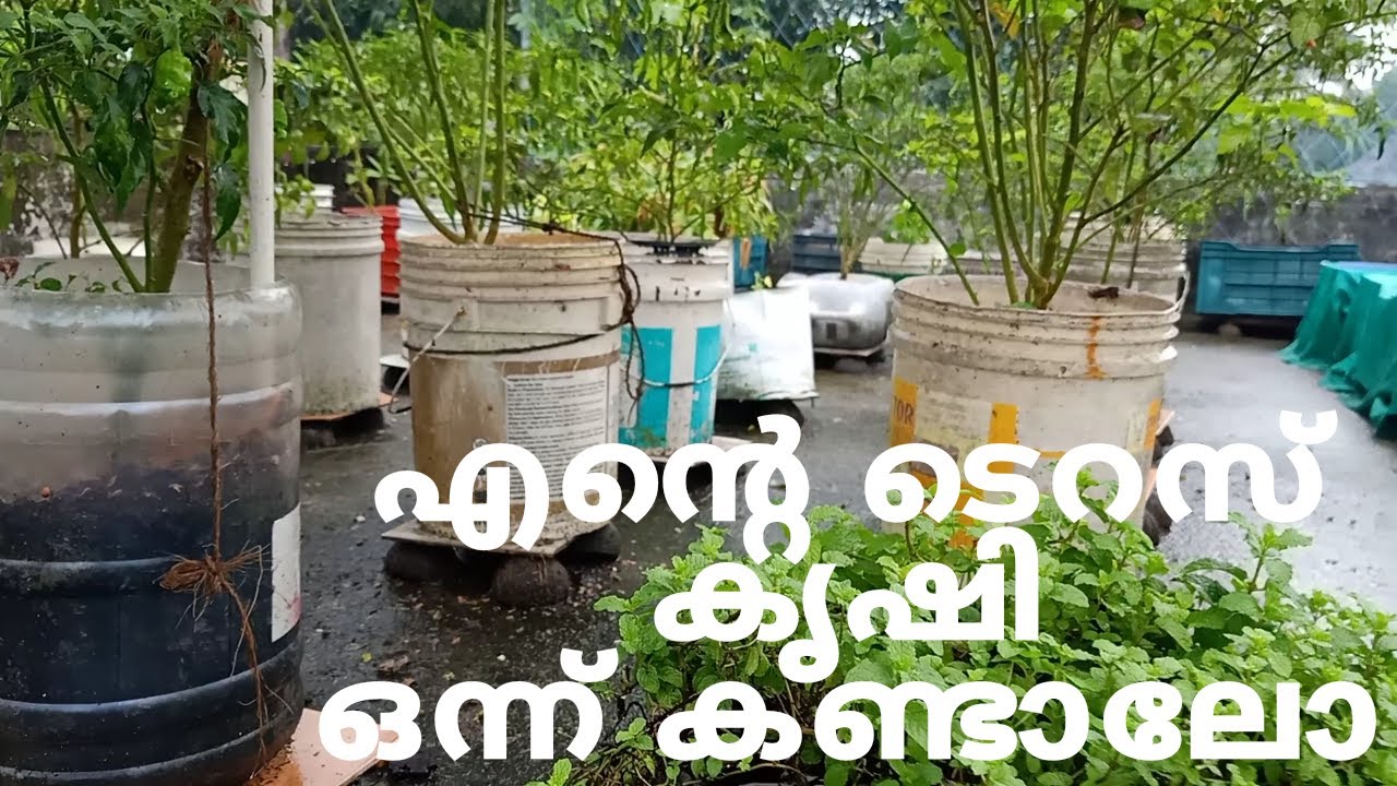 എന്റെ ടെറസ് കൃഷി ഒന്ന് കണ്ടാലോ/MY SMALL TERRACE GARDEN TOUR