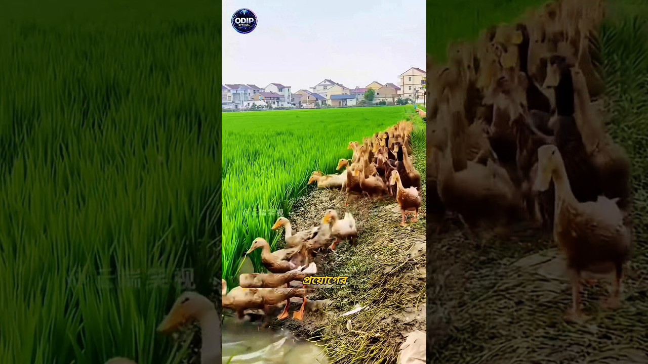 Why Farmers Put Ducks in Rice Fields 🦆🌾