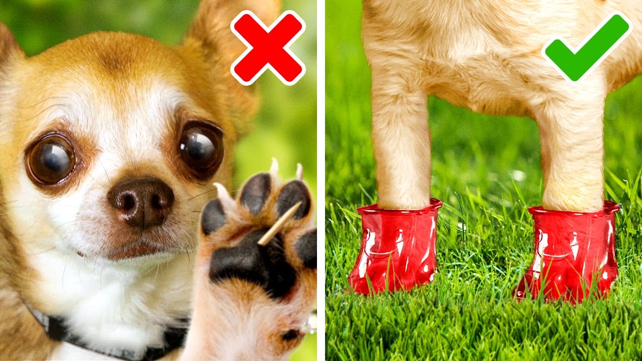 Useful Tips For First Time Pet Owners 🐶💗 23 Life Hacks Every Pet Owner Should Know!