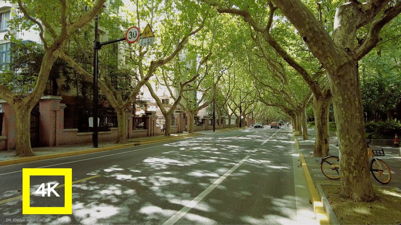 上海夏日梧桐树下的新华路和番禺路 4K ASMR｜ Xinhua Road and Panyu Road under the plane trees in summer