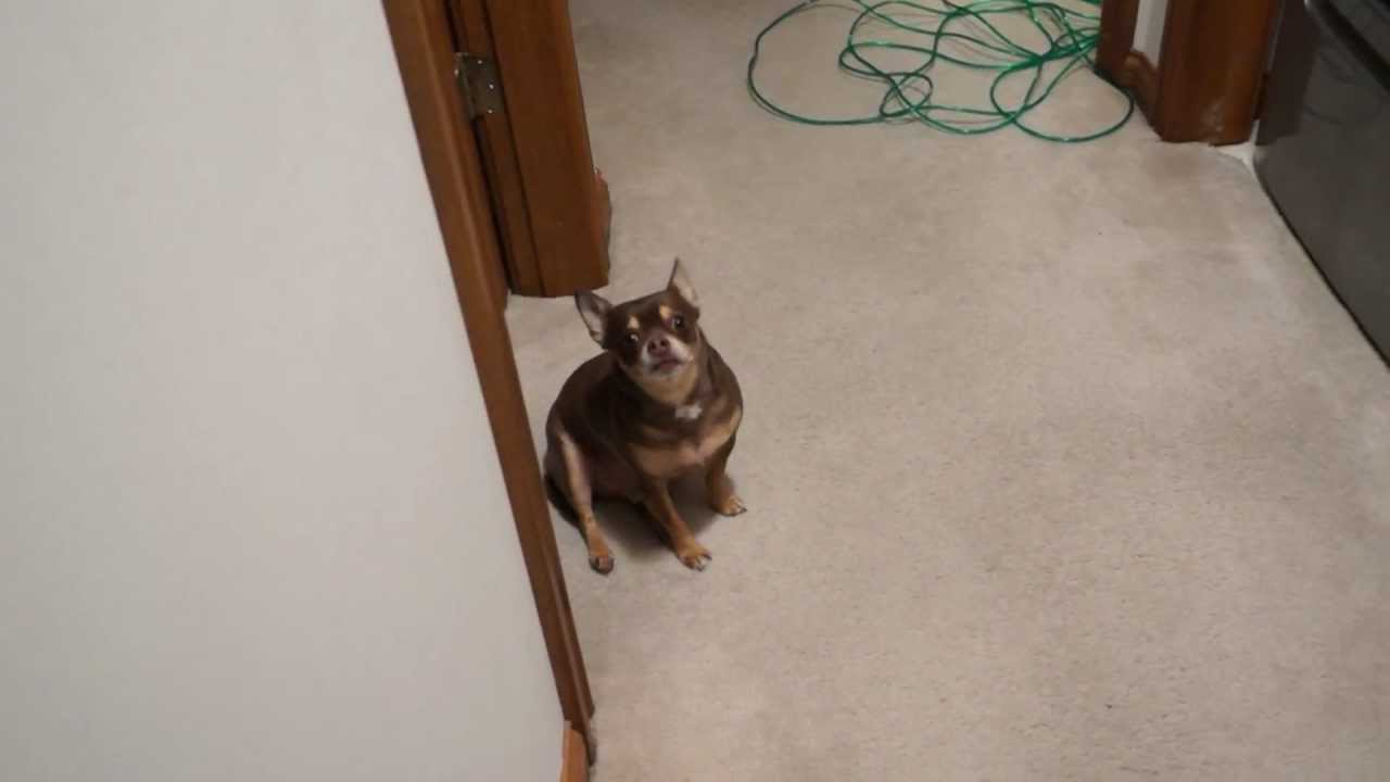 Talking Chihuahua Gets Upset That His Toy Is Being Washed