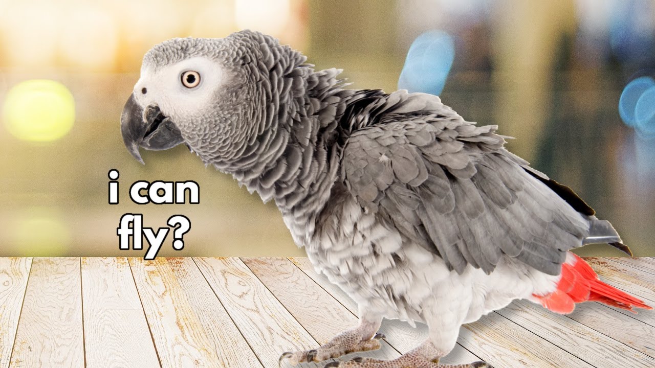 Flight Training and Handling Partially Clipped Birds
