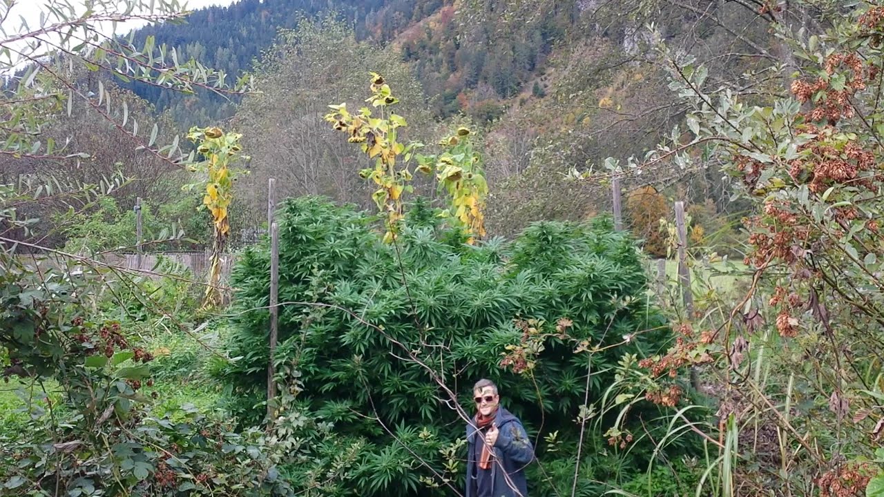 CBD OUTDOORGROW @NaturgartenEuring-Bachwinkl