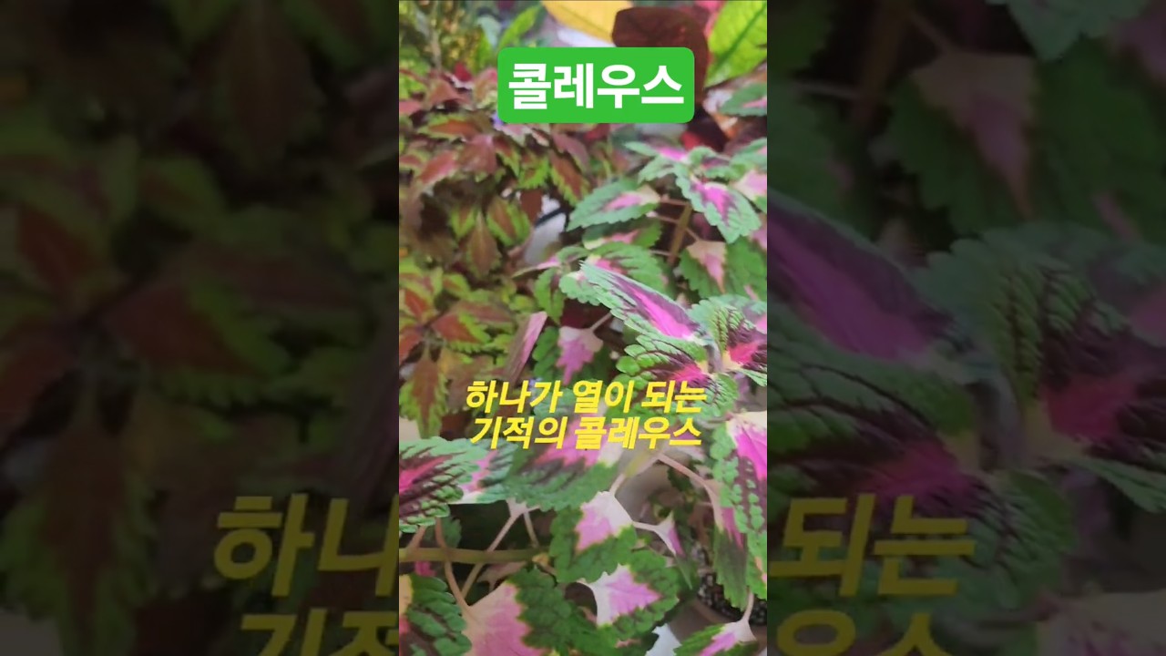 콜레우스 키우기.  #플라워러브. 양지,반양지, 겉흙마름 물, 종류가 다양해요, 가지잘라 물꽂이 하면 뿌리 금방내려요. 키우기 짱 쉬워요~ #베란다정원 #콜레우스 #식집사