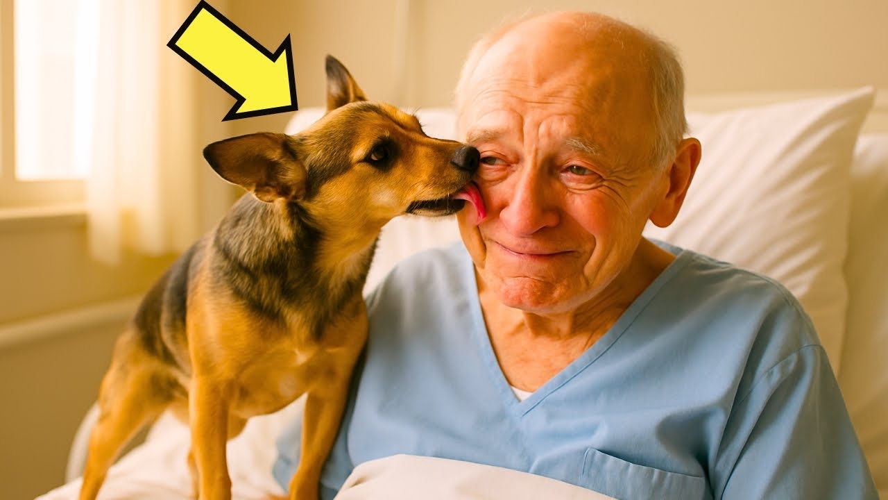 DIJERON QUE NO TENÍA CURA… PERO CUANDO EL PERRO ENTRÓ AL CUARTO, ALGO INCREÍBLE PASÓ