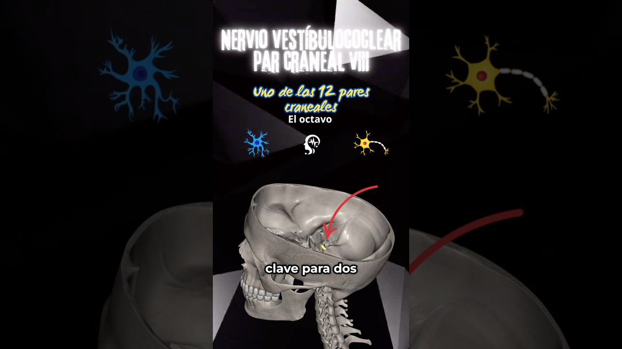 Nervio vestibulococlear (VIII par craneal)