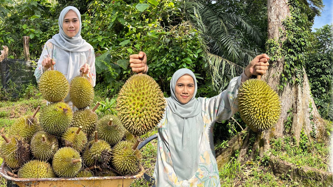KUTIP DURIAN BATU KURAU DI KEBUN BAPAK 😍POKOK DURIAN RATUSAN TAHUN ❗️