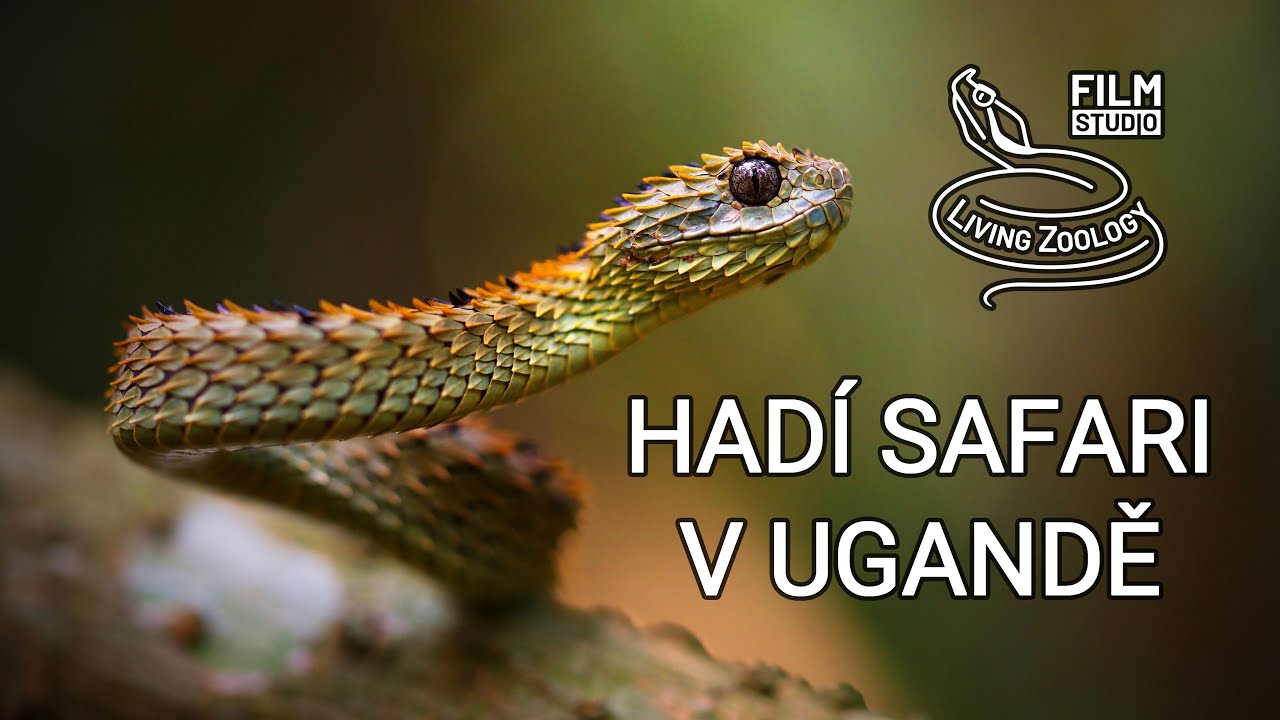 Hadí safari v Ugandě (dokumentární film studia LivingZoology)