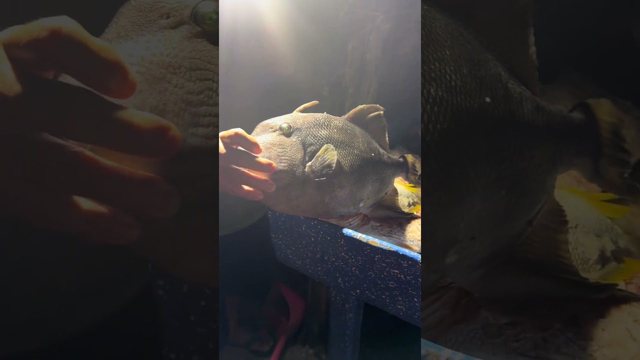 Playa las tunas Rectaurante los tres almendros en la unión