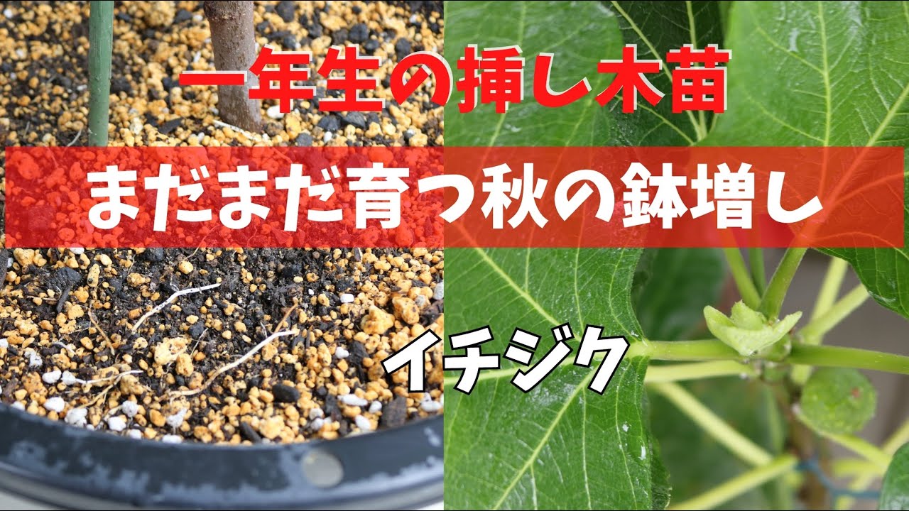 【イチジク】まだまだ育つ秋の鉢増し。一年生の挿し木苗の鉢増し動画になります。