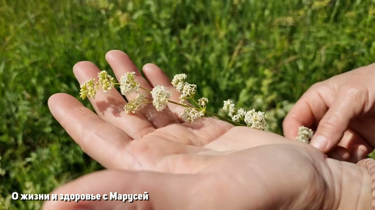 УДИВИТЕЛЬНЫЕ ТРАВЫ ДЛЯ ЗДОРОВЬЯ И ДОЛГОЛЕТИЯ  ДЛЯ КУЛИНАРИИ/ПОДМАРЕННИК МЯГКИЙ @natureMarusya
