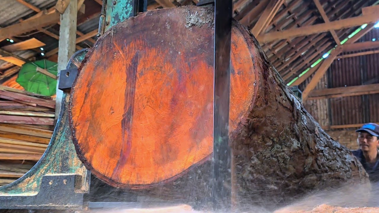 Sawmilling HUGE Red Meranti Logs for Export Quality Wood || Lumber Mill 
