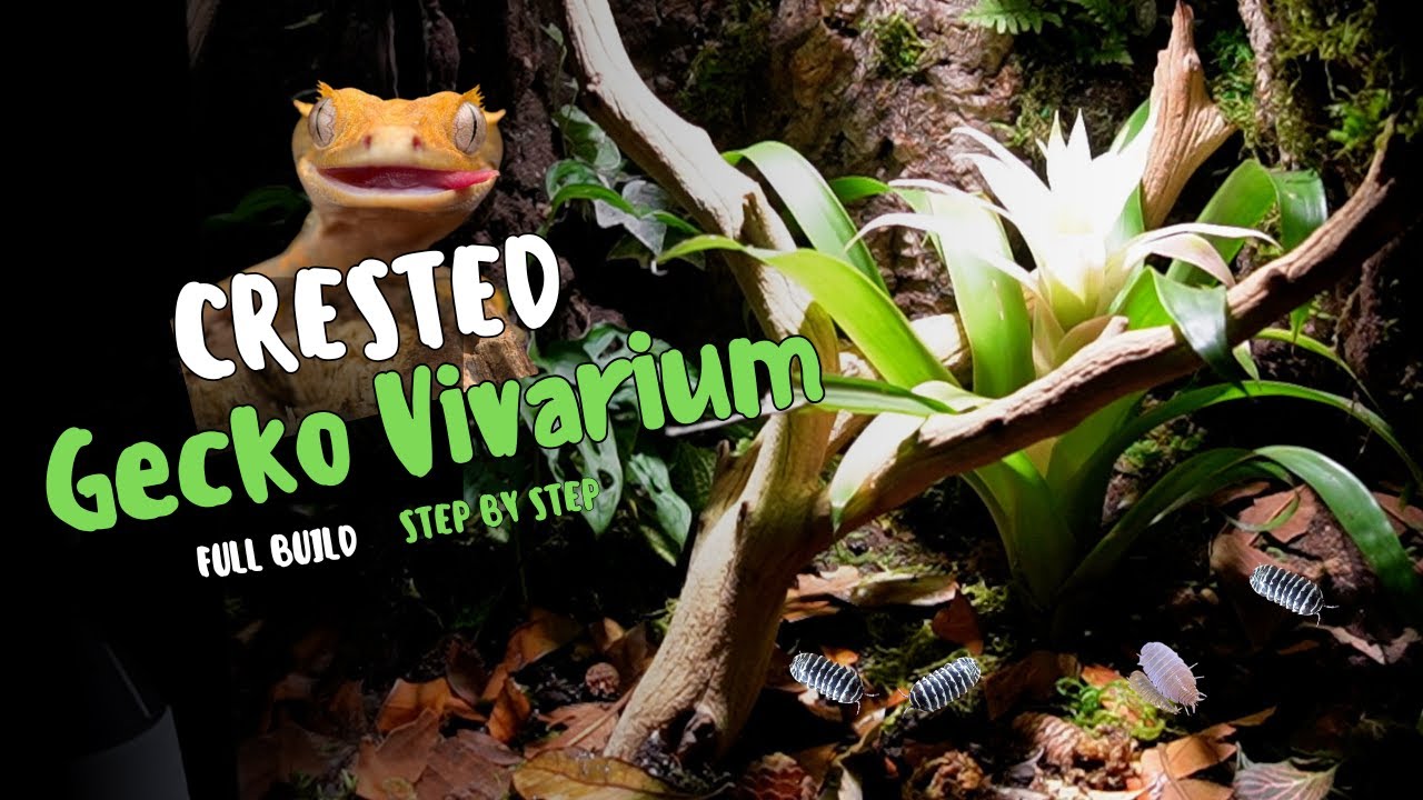 Building A Custom Bioactive Crested Gecko Vivarium!