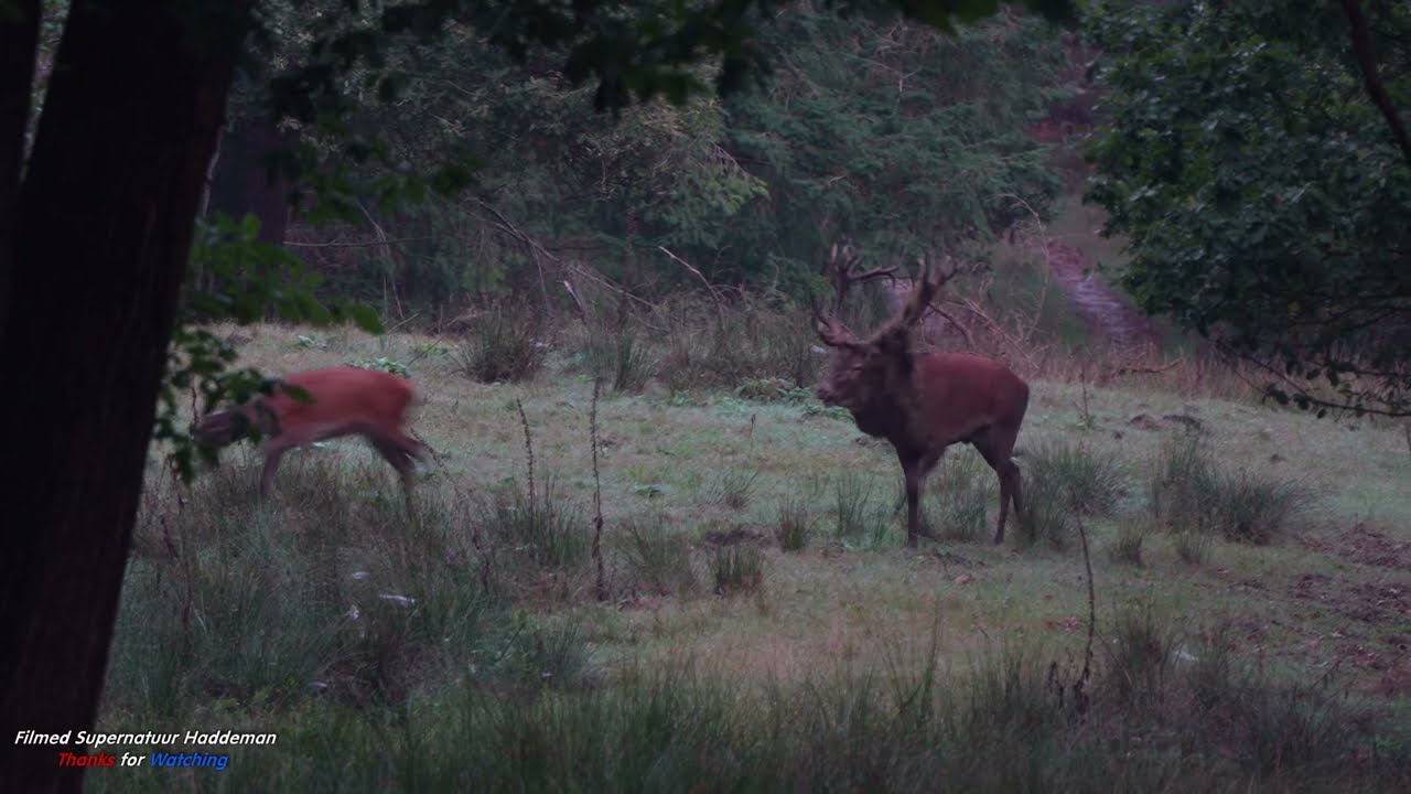 Hertenbronst op de Veluwe - Red Deer (Cervus elaphus) Rut season is coming VELUWE | Sony A7 IV 4K