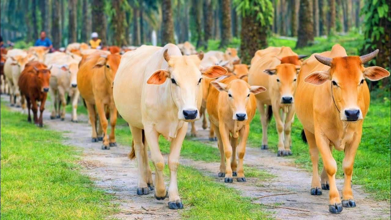 Mengantar sapi jinak berjalan pulang ke kandang, suara moo alami, kawanan sapi jinak