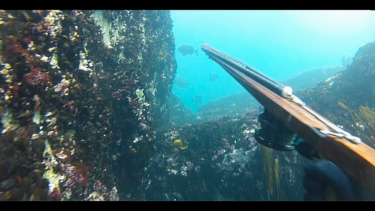 BEAUX POISSONS en chasse sous-marine automnale 2025