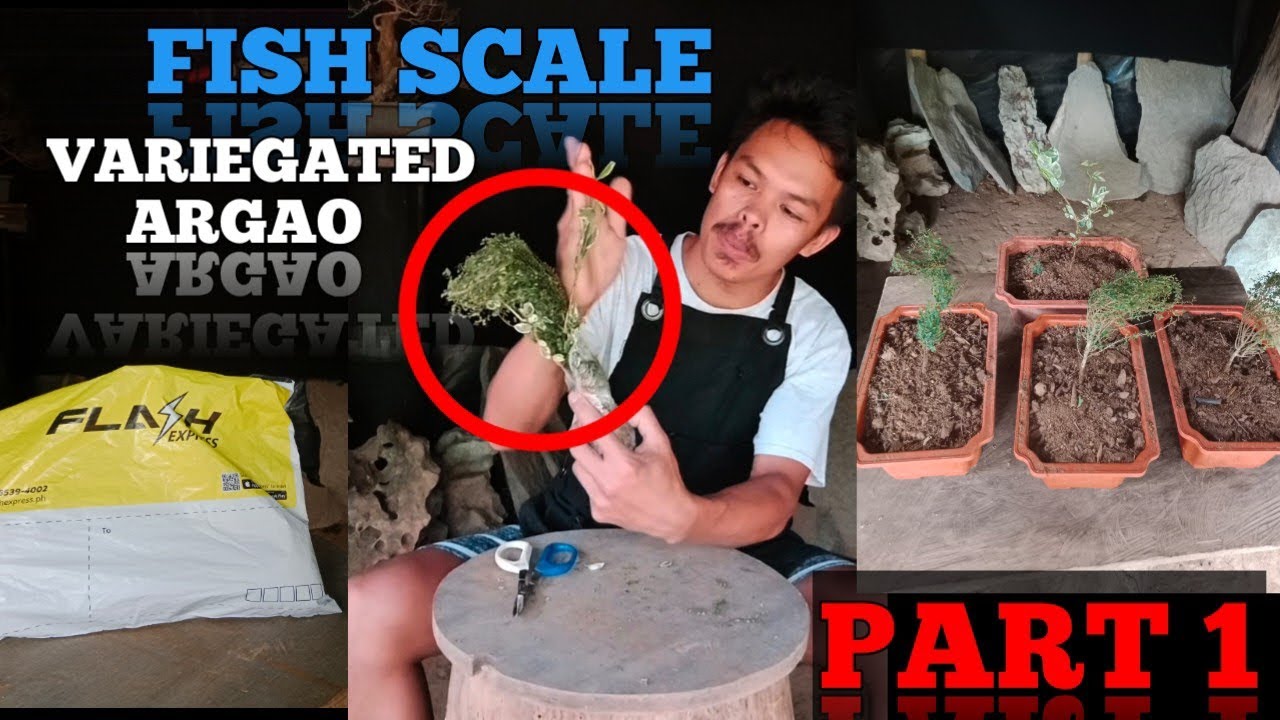 fish scale nating materyales soon pang forest may free pang variegated argao part 1 #bonsai
