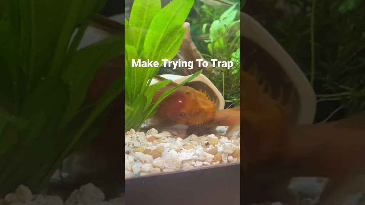 Bristle nose Pleco drama