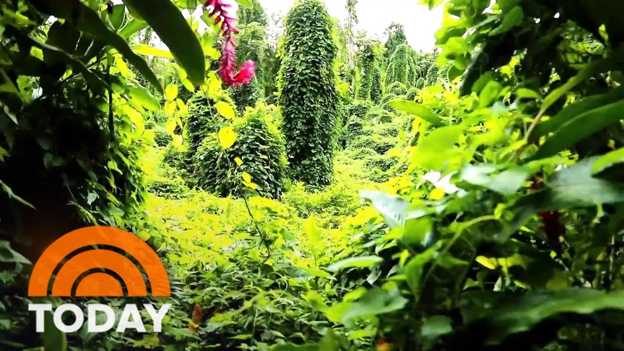 Tropical Rainforests Are Regrowing In Puerto Rico