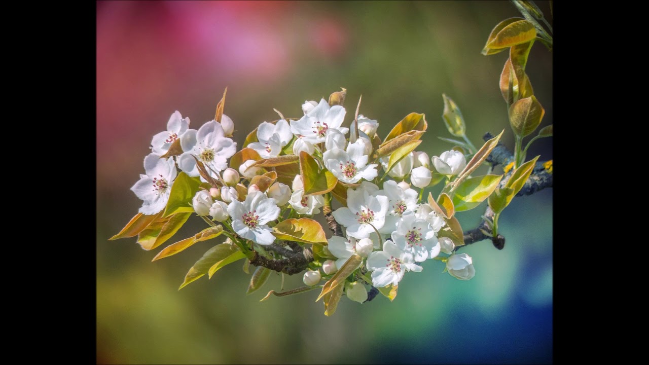 The Promise of Spring by Dennis Alexander