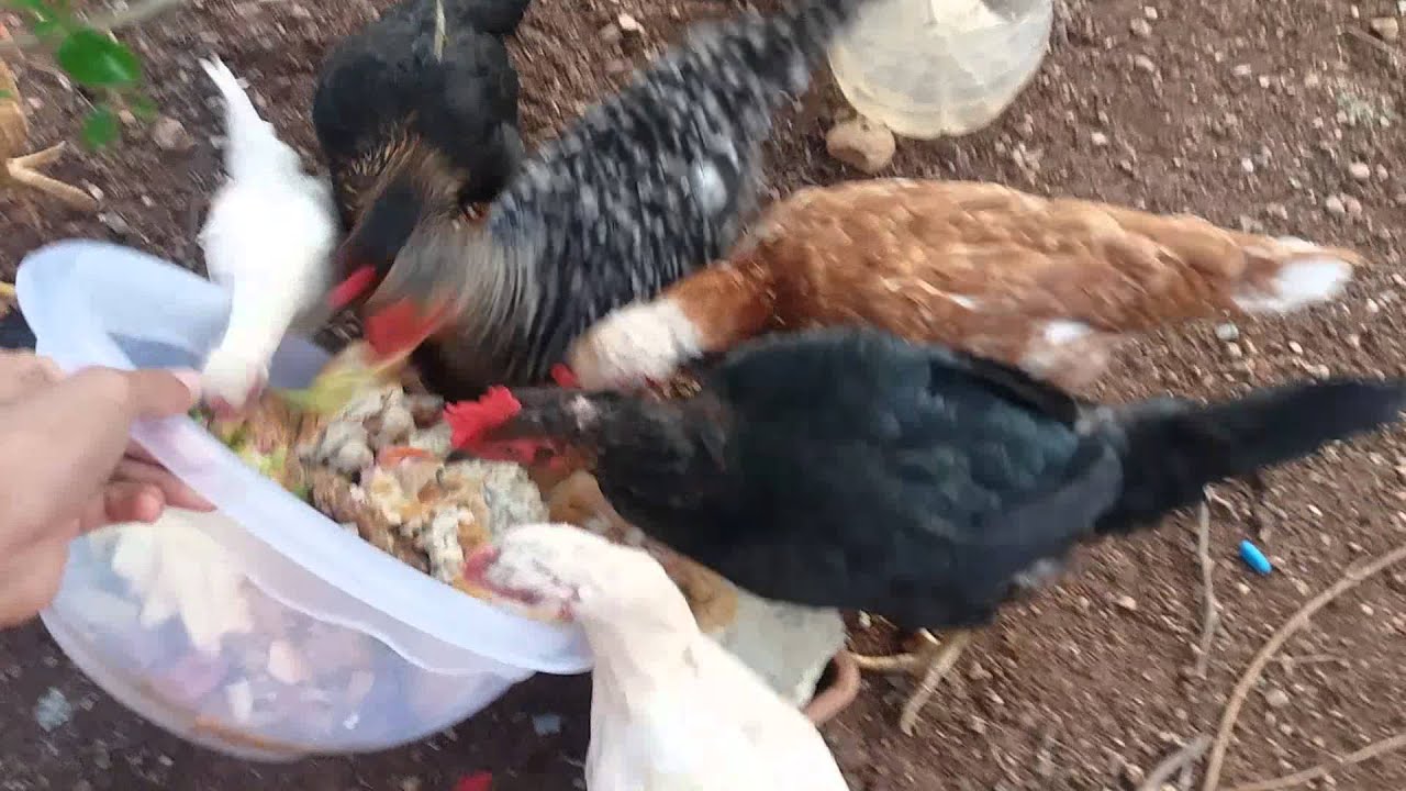 Tavuklara yemek artıkları ve ekmek ısladık.