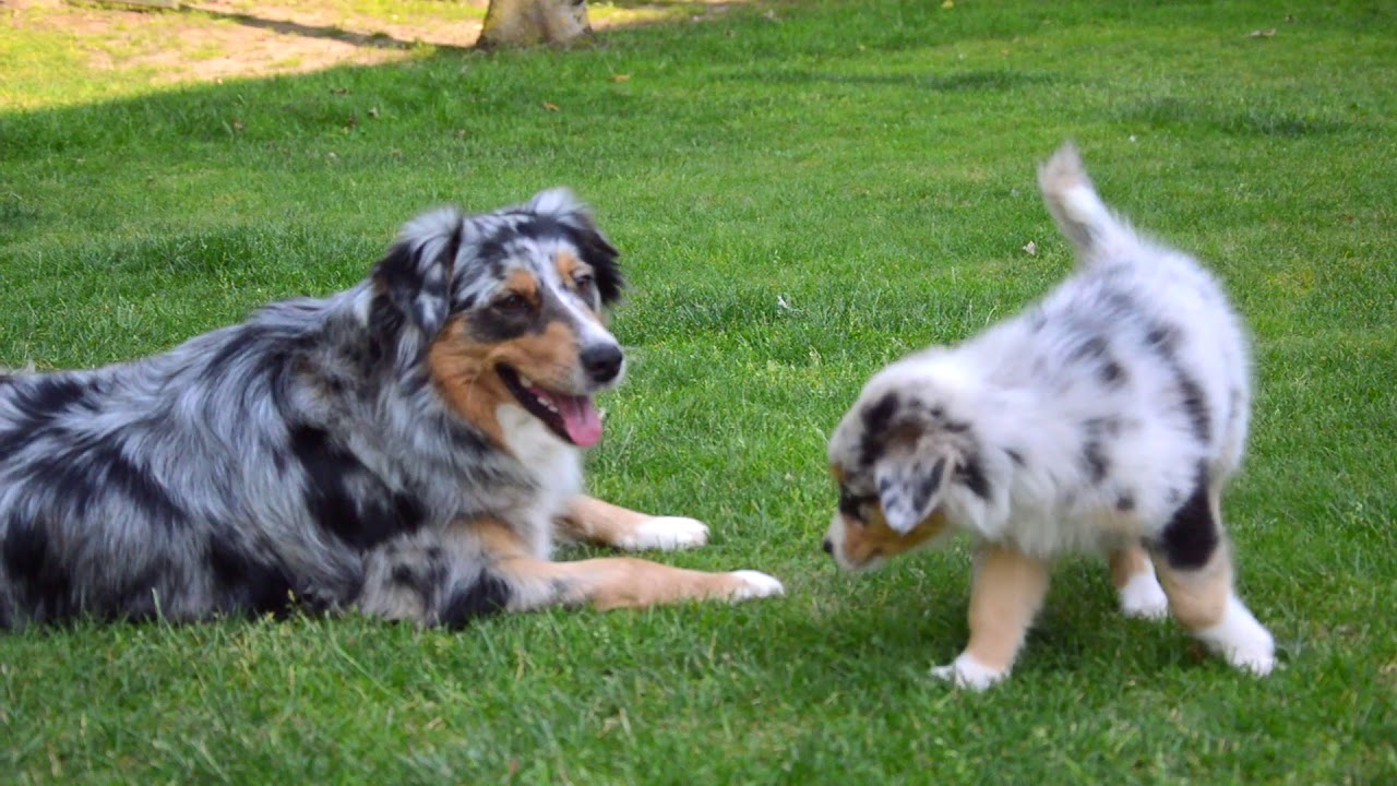 Chiots berger australien - 2 mois - Wifi