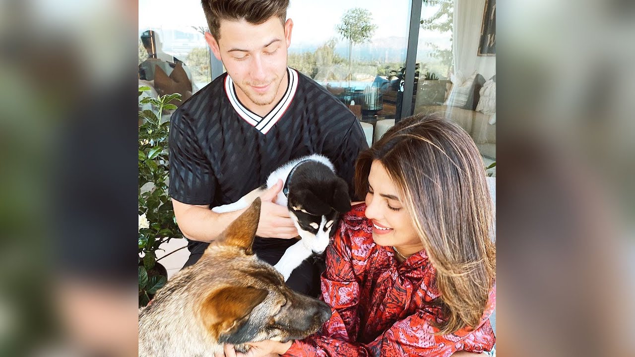 Priyanka Chopra & Nick Jonas Adopt Rescue Pup