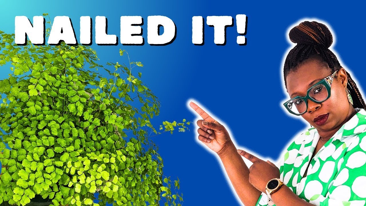Watch THIS...Before You Buy a Maidenhair Fern (Adiantum raddianum)