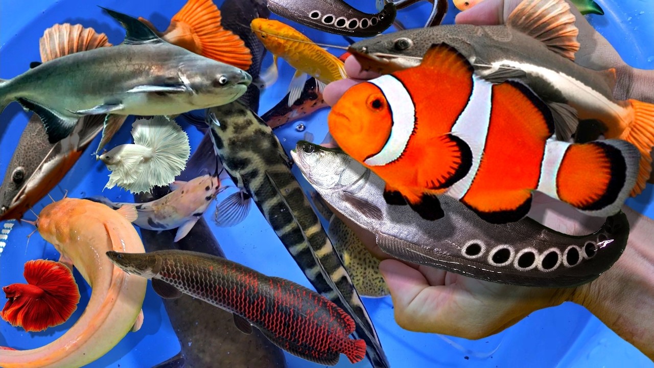 Bắt nhiều cá cảnh nước ngọt, cá chim, cá thần tiên, cá ba đuôi, cá koi, cá nemo