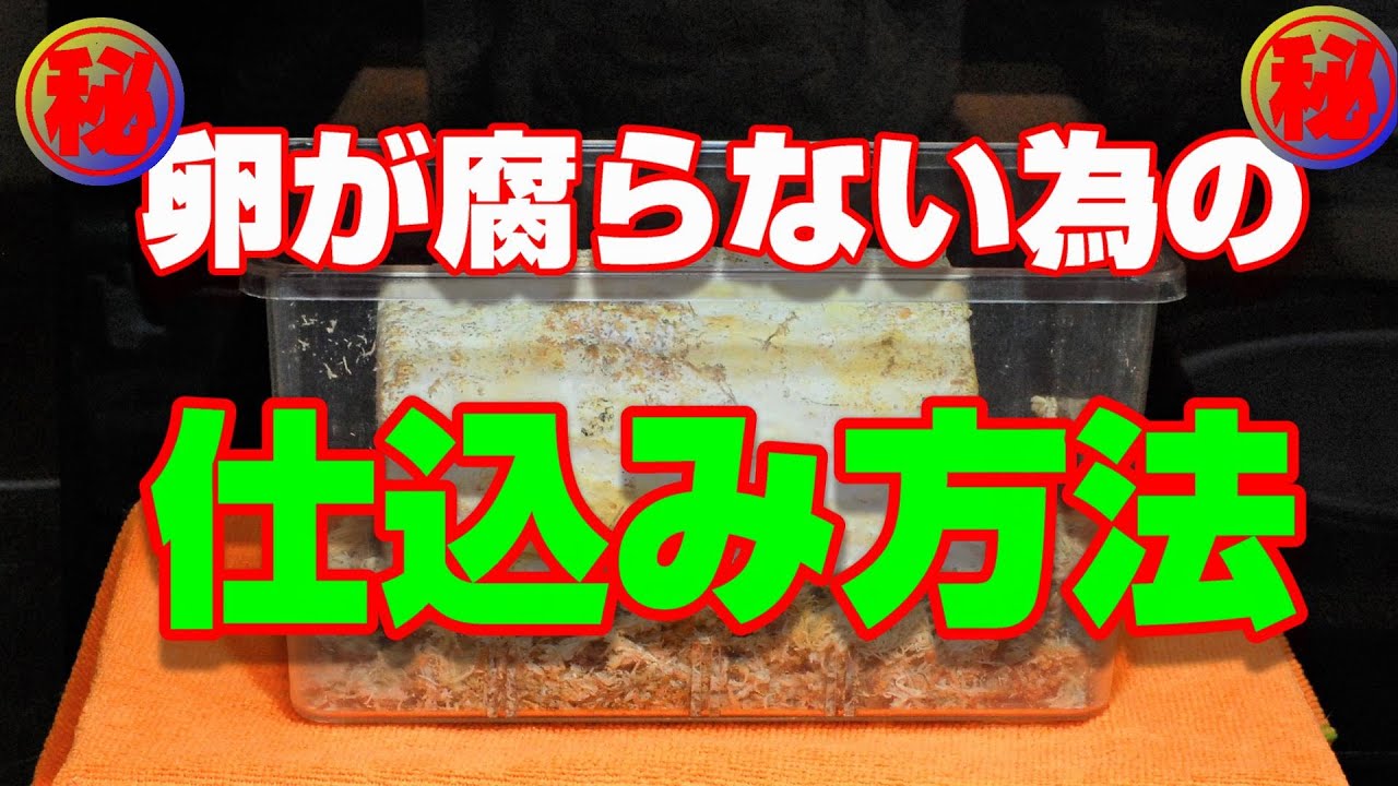 ㊙沢山の幼虫を得る為のレイシ材の仕込み・孵化前後の管理ポイント・全て公開！！ババオウゴンオニクワガタチャンネル・