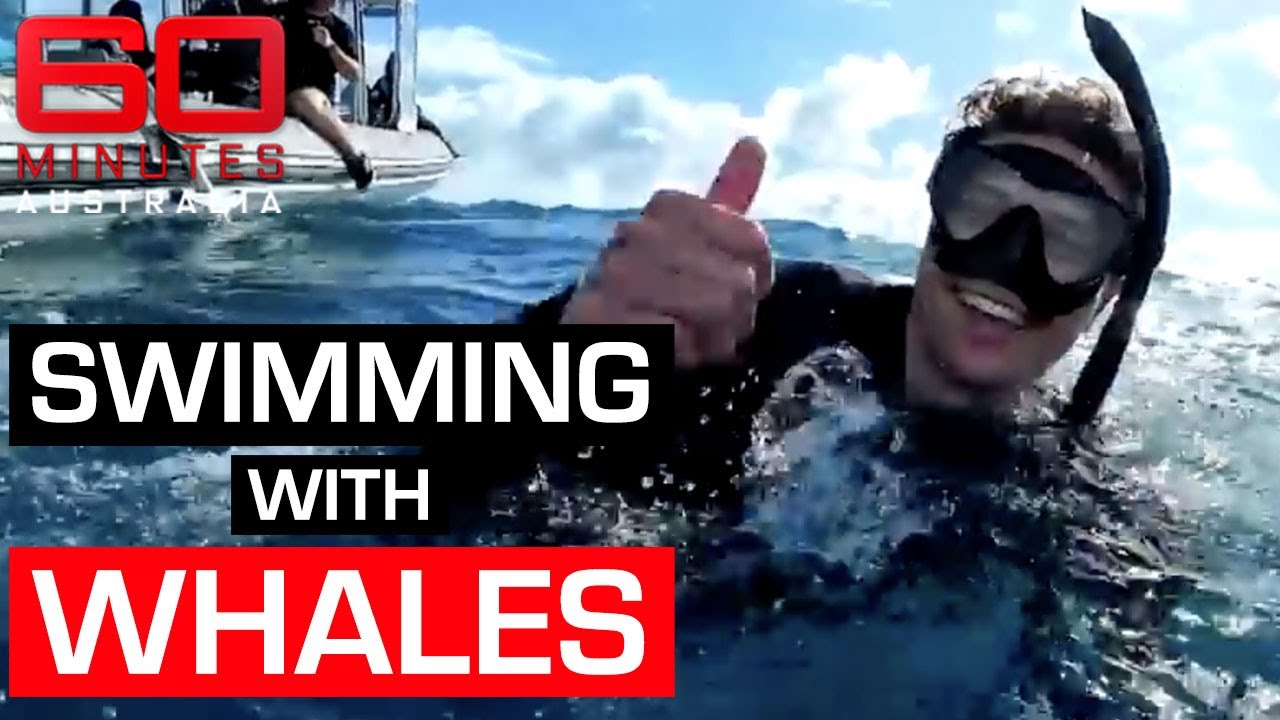 The best way to swim with whales in Australia | 60 Minutes Australia