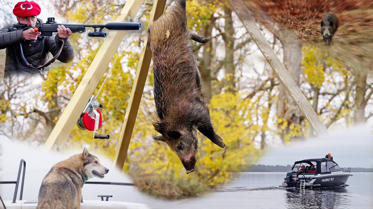 Rêves De Chasse n°6  : Chasse en battue sur l'île aux sangliers - Wild Boar Island